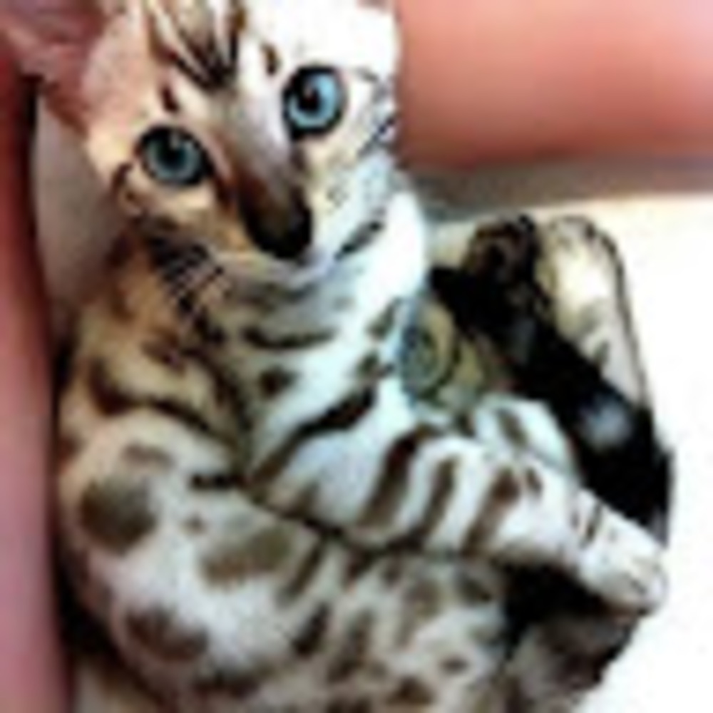 Meet your Posher, Maria